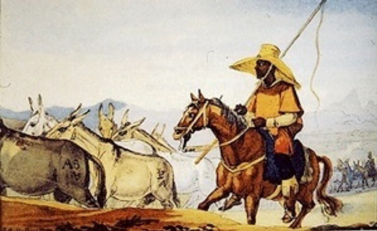 Gravura colorida de Debret: um tropeiro negro, de chapéu largo e capa, conduz a cavalo uma tropa de mulas marcadas a ferro